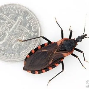 thumbnail for publication: Eastern Bloodsucking Conenose, Triatoma sanguisuga (LeConte) (Hemiptera: Reduviidae: Triatominae)
